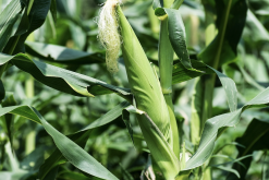 <strong>氨气污染对玉米的生长影响怎么样?</strong>