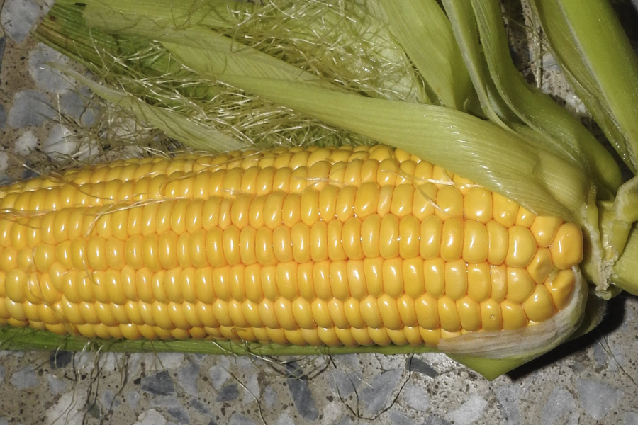 氨气污染对玉米的生长影响怎么样?