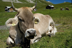 <b>牛的瘤胃对蛋白质的处理和吸收是什么样的?</b>