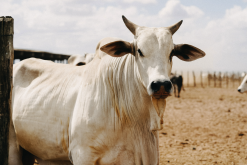 <b>成年牛的反刍周期有什么特点?</b>