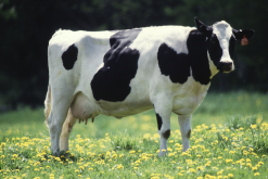 反刍在牛采食过程中起到什么作用?