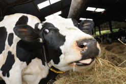 成年牛的肠道和犊牛的肠道有什么区别和特点?