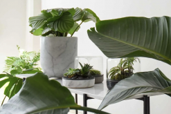 <strong>植物收到氟害的典型症状有什么？</strong>