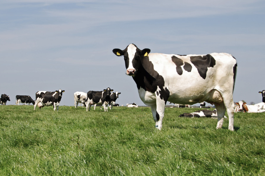 脱脂乳粉和动物性油脂加入犊牛饲料有什么好处？