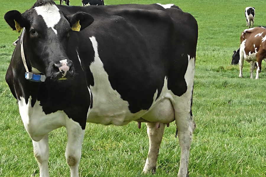 脱脂乳粉和动物性油脂加入犊牛饲料有什么好处？