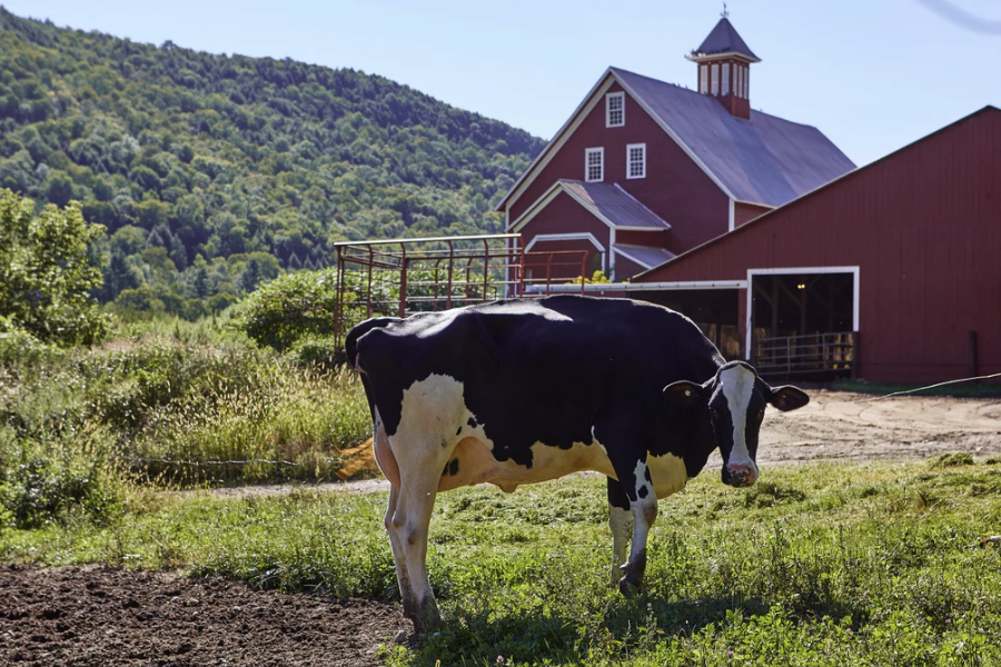 成年奶牛一天对饲料的消耗量是什么样的？