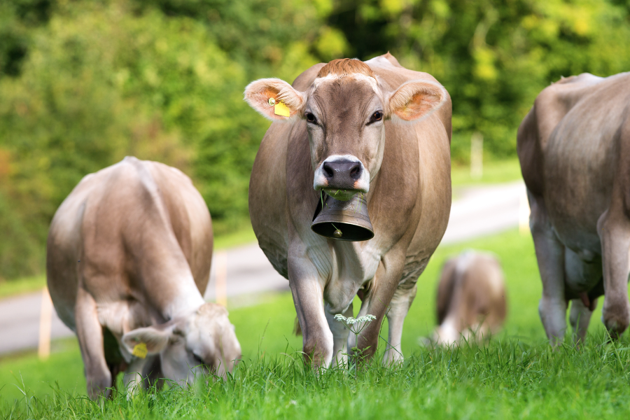 成年奶牛泌乳期饲料配方是什么样的？