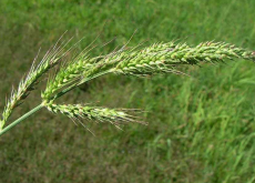 <strong>锉草对环境的适应性怎么样，有什么特点?</strong>