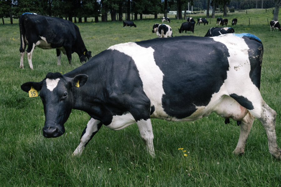 牛的精饲料，粗饲料，补充料怎么区分？