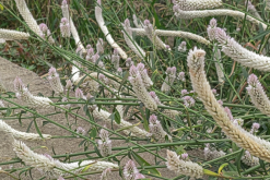 <strong>蒿秕类植物主要包括哪些？</strong>