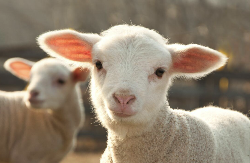 羊的反刍过程和牛的有哪些相似点？