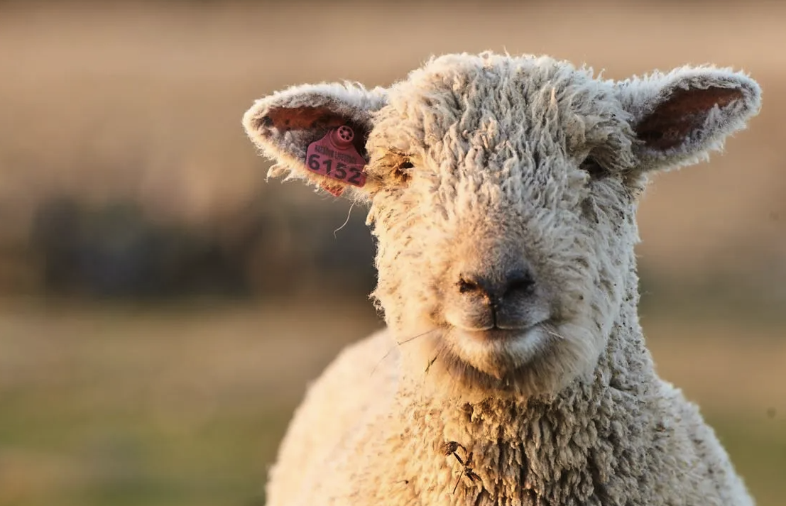 羊的反刍过程和牛的有哪些相似点？