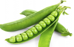 豌豆通过根癌农杆菌获得转基因蔬菜有什么好处？