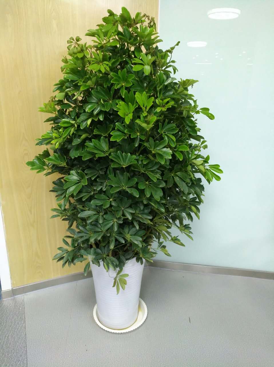鸭掌木如何爆盆