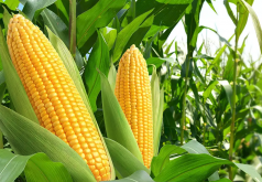 重金属是否会影响玉米对某些元素的吸收?