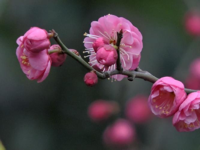 梅花怎么种植