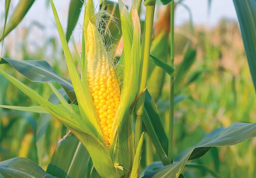 重金属污染对玉米的生物量和产量影响?