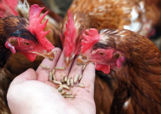 <b>鸡饲料中的抗氧化剂有什么作用?</b>