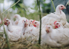 <b>鸡使用的抗球虫剂有哪些品种?</b>