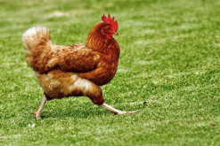 <b>鸡对粗纤维的消化能力怎么样？</b>