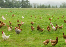 <b>鸡的生活力和抗病力是怎么计算的?</b>