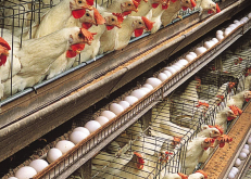 <b>培育商品鸡的繁育体系是什么样的?</b>
