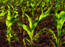 <b>氮氧化物对玉米的生长有哪些影响?</b>