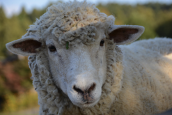 阿尔帕卡羊需要注射哪些疫苗？