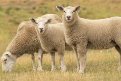 <b>阿尔帕卡羊怎么挑选繁殖能力好的母羊？</b>