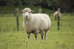 <b>马利诺羊的经济价值和营养价值怎么样？</b>