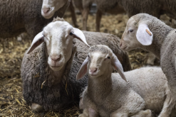 <b>马利诺羊对生长环境有什么要求，适宜温度和海拔怎么样？</b>