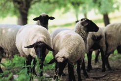 <b>马利诺羊的羊毛有什么特点和价值？</b>
