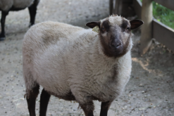<b>马利诺羊提高羊毛产量的方式有哪些？</b>