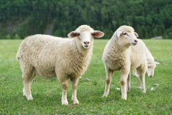 马利诺羊常见的疾病有哪些？