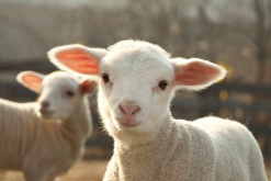 马利诺羊出现口蹄疫应该怎么治疗？