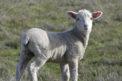 马利诺羊出现传染性胃炎需要隔离吗？