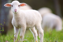 <b>马利诺羊出现白喉是什么原因，会传染吗？</b>