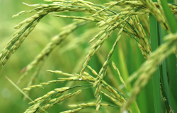 <b>水稻通过作物分子育种有哪些好处？</b>