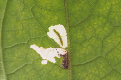 <strong>烟草芽蛾是什么昆虫，有哪些形态特点</strong>