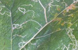 <strong>哪些农药可以消灭烟草芽蛾？</strong>