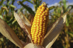 <b>转基因玉米植株具有哪些抗病毒能力?</b>