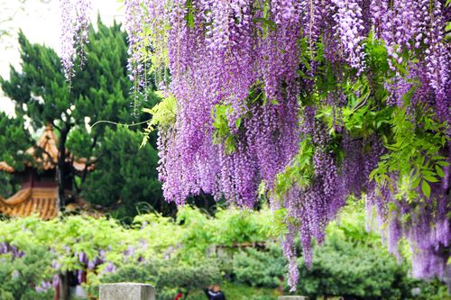 紫藤养护与开花技巧:打造浪漫花海