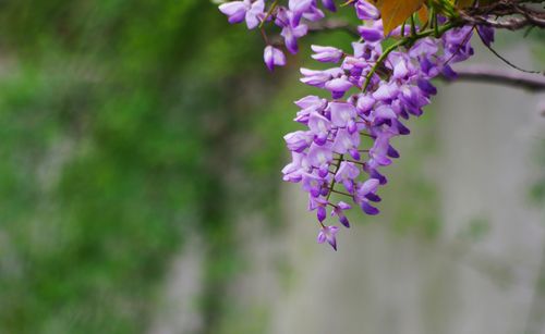 紫藤养护与开花技巧:打造浪漫花海