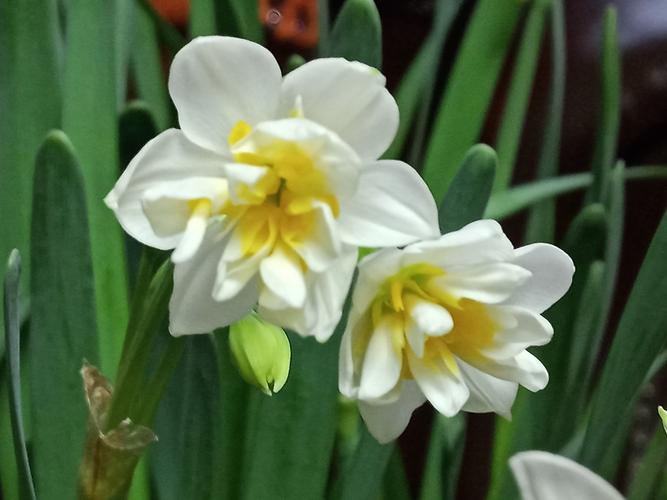 水仙花怎样养护才能开得更好?