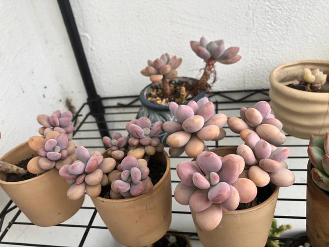 多肉桃蛋颜色变绿?揭秘背后原因