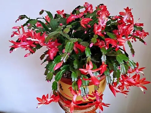 冬天蟹爪兰有“4怕”,及时避开长势旺,花开一茬接一茬