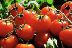 转基因番茄对生物多样性有什么影响？