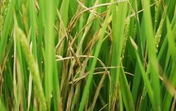 <b>水稻发生纹枯病的表现症状有哪些？</b>