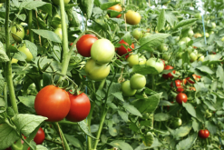 <b>番茄潜叶蛾幼虫对蔬菜有什么危害？</b>