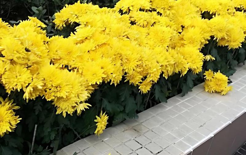 野菊花作为中草药用,什么时候采摘最好?